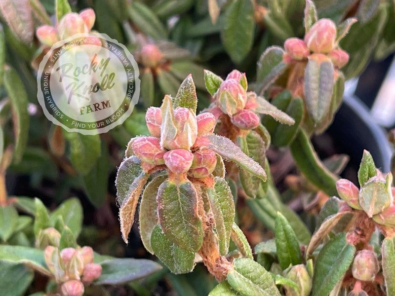 Milky Way plant from Rocky Knoll Farm