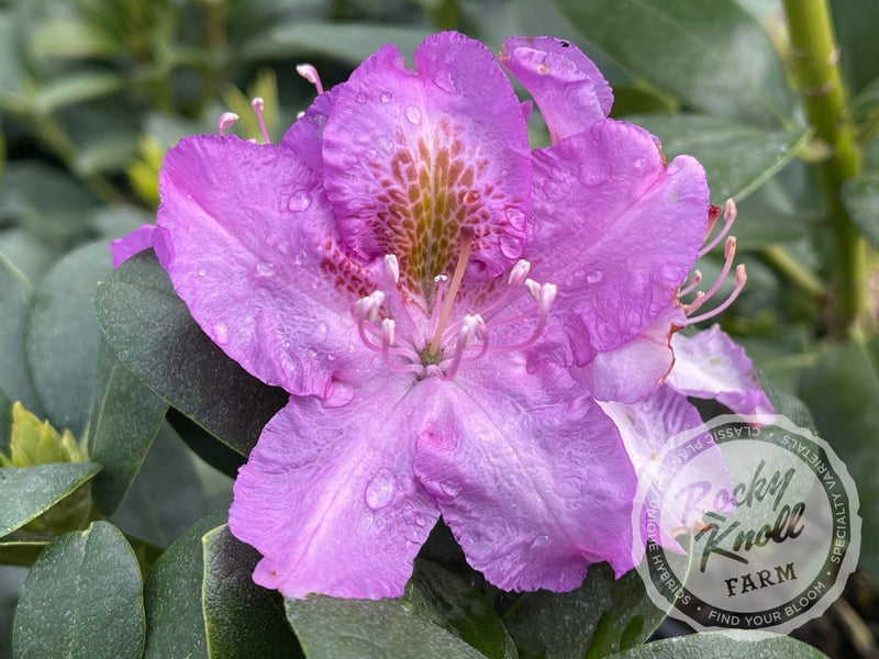 Minnetonka plant from Rocky Knoll Farm