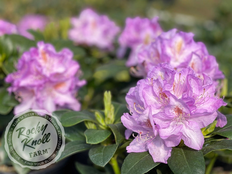 Minnetonka plant from Rocky Knoll Farm