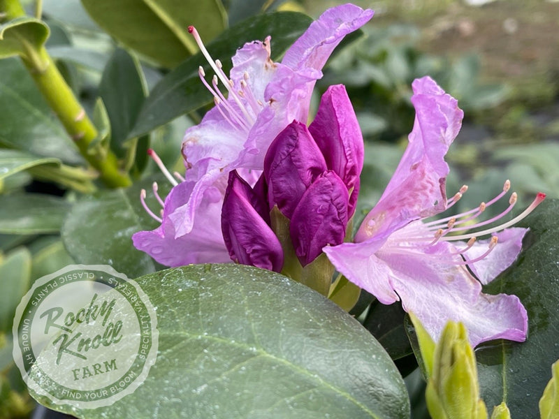 Minnetonka plant from Rocky Knoll Farm