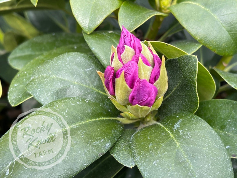 Minnetonka plant from Rocky Knoll Farm