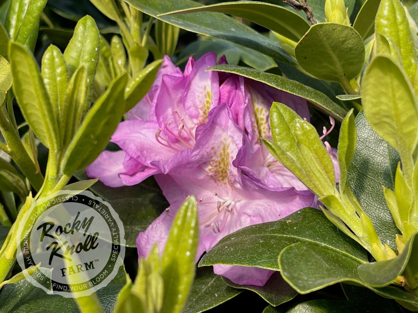 Minnetonka - Rocky Knoll Farm