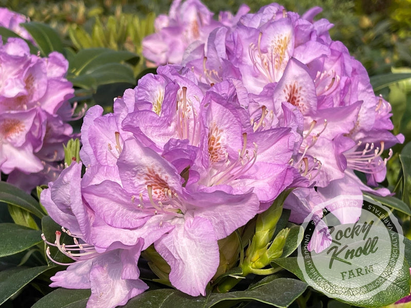 Minnetonka plant from Rocky Knoll Farm