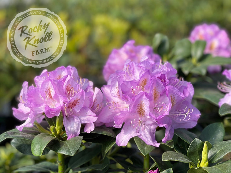 Minnetonka plant from Rocky Knoll Farm