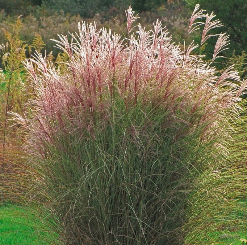 Miscanthus 'Morning Light' (Maiden Grass) plant from Rocky Knoll Farm