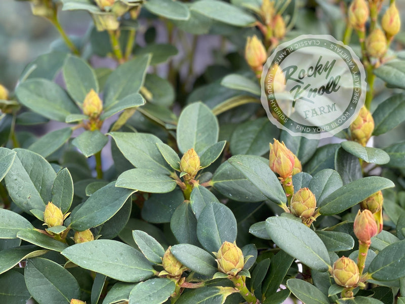 Molly Ann plant from Rocky Knoll Farm
