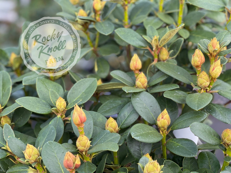 Molly Ann plant from Rocky Knoll Farm
