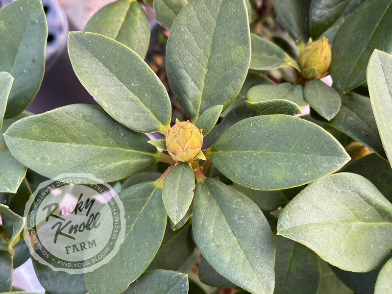 Molly Ann plant from Rocky Knoll Farm
