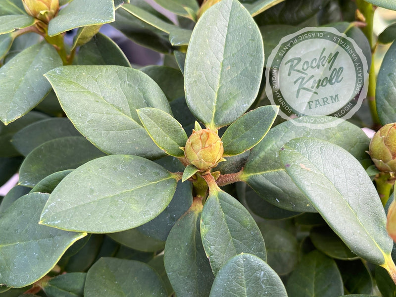 Molly Ann plant from Rocky Knoll Farm