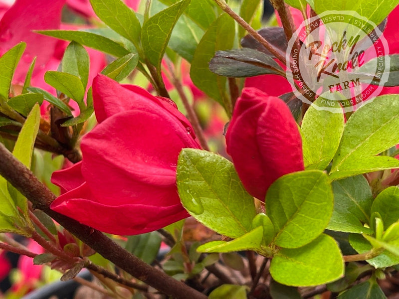 Mother's Day plant from Rocky Knoll Farm