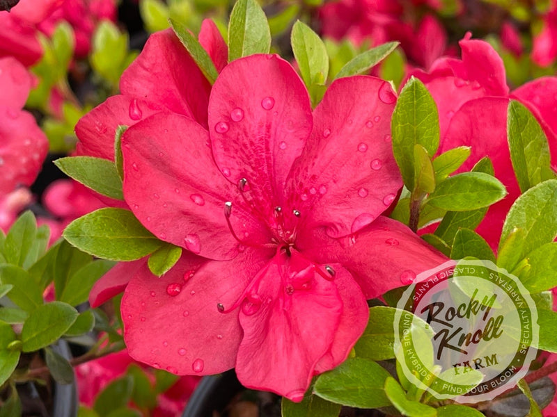 Mother's Day plant from Rocky Knoll Farm