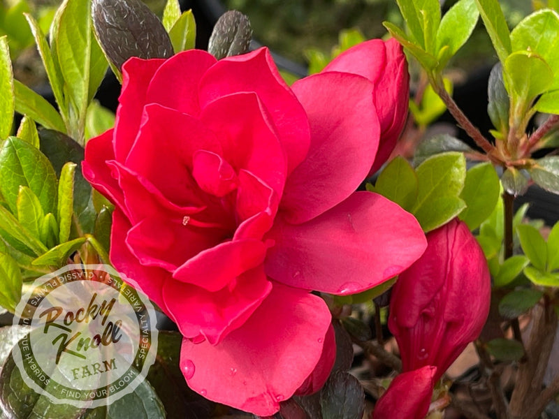 Mother's Day plant from Rocky Knoll Farm