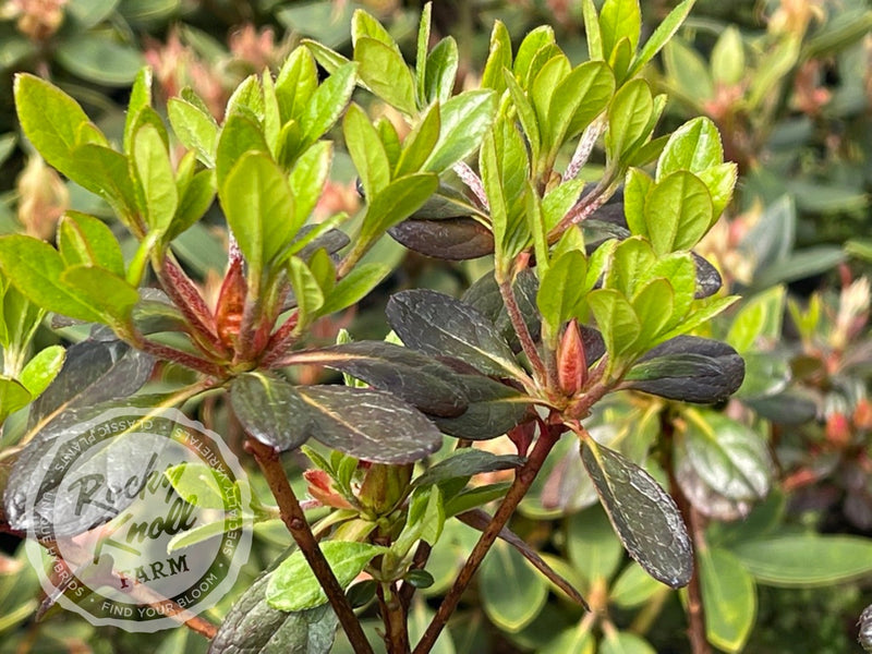 Mother's Day plant from Rocky Knoll Farm