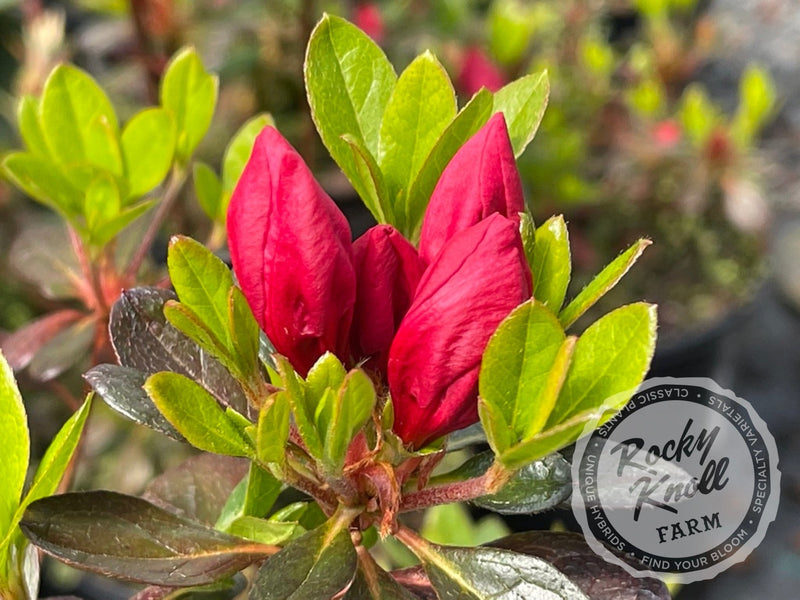Mother's Day plant from Rocky Knoll Farm