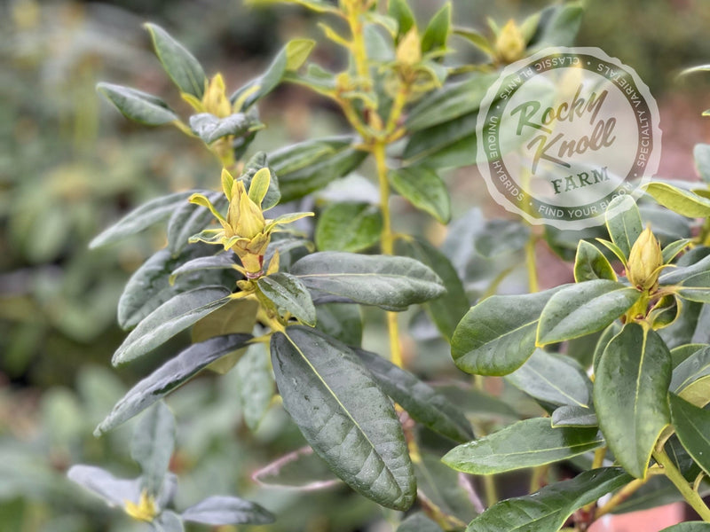 Mrs. T.H. Lowinsky plant from Rocky Knoll Farm