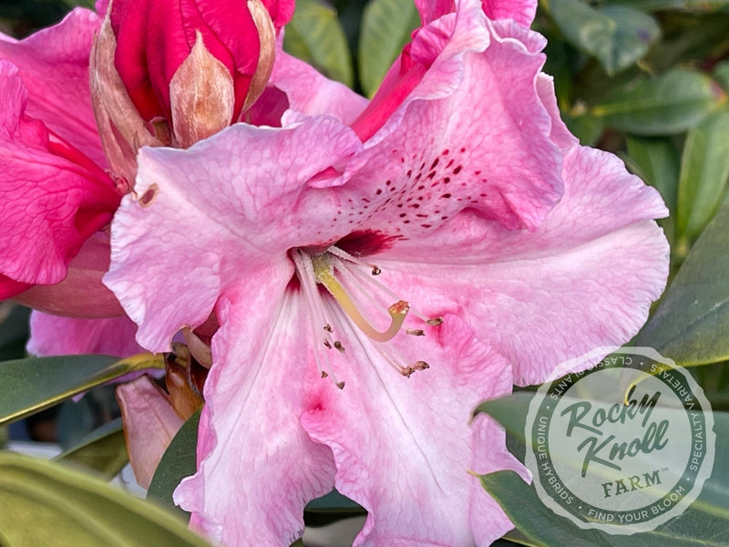 Mrs. Bernice Baker plant from Rocky Knoll Farm