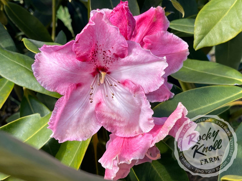 Mrs. Bernice Baker plant from Rocky Knoll Farm