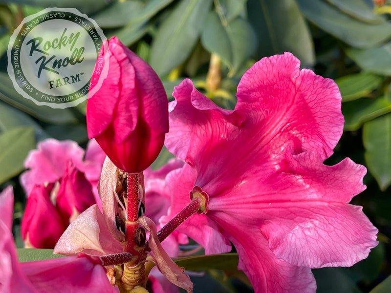 Mrs. Bernice Baker plant from Rocky Knoll Farm