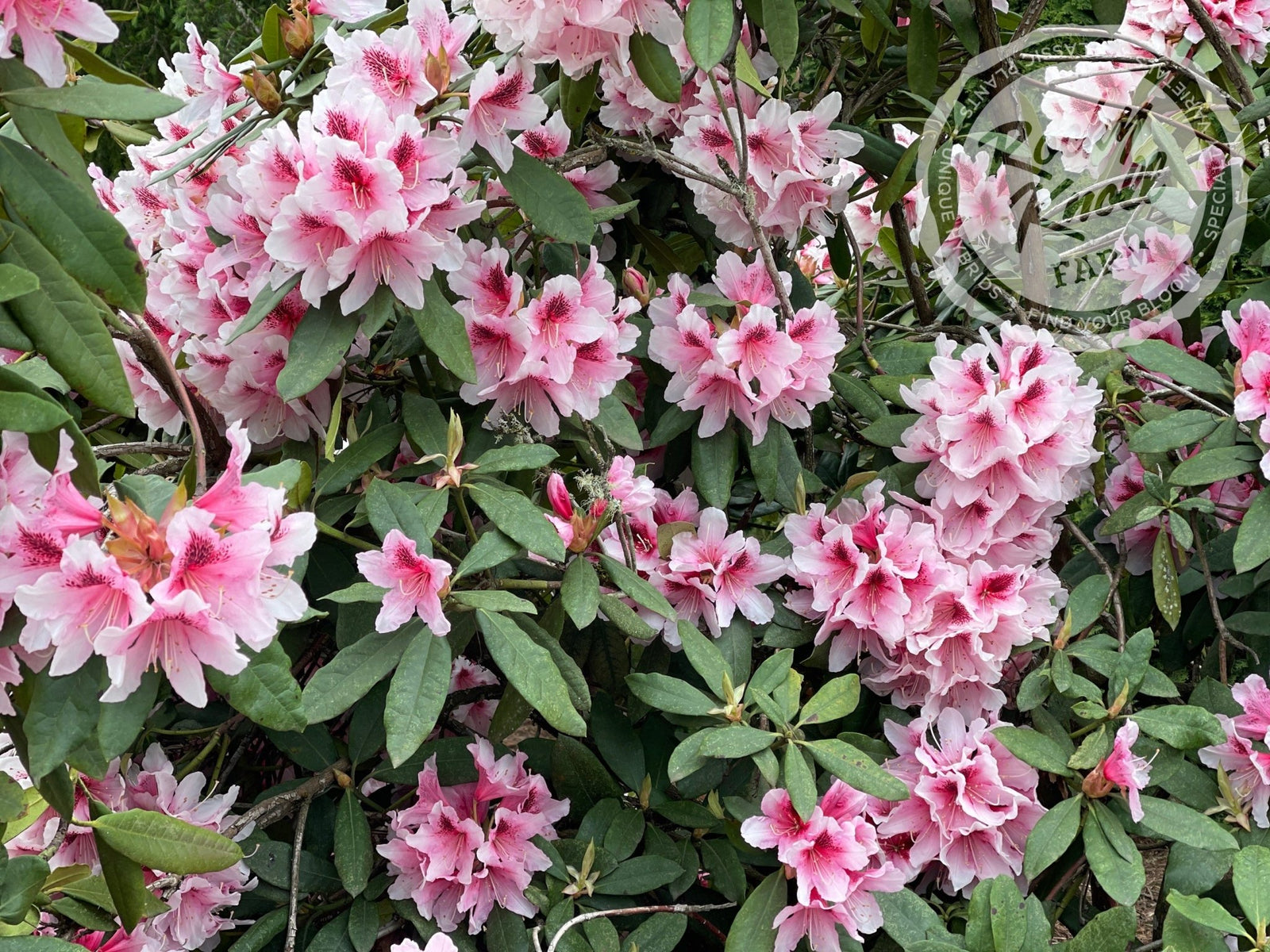 Mrs. G.W. Leak - Rocky Knoll Farm