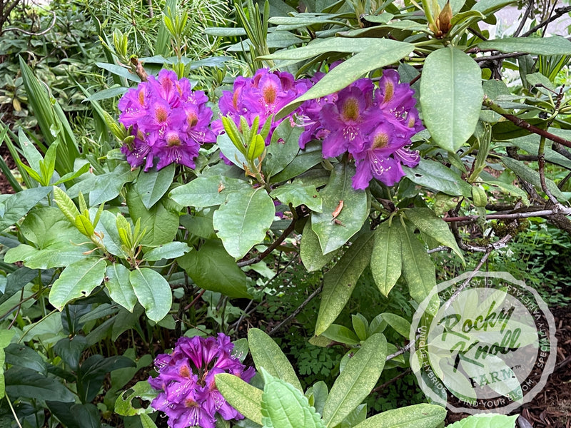 Mrs. Murple’s Purple plant from Rocky Knoll Farm
