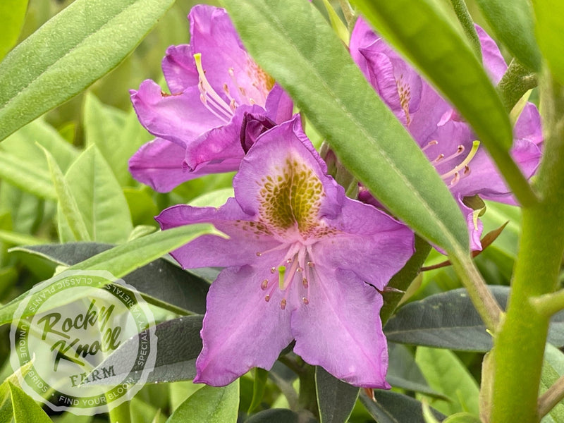 Mrs. Murple’s Purple plant from Rocky Knoll Farm