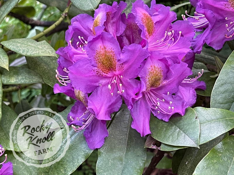 Mrs. Murple’s Purple plant from Rocky Knoll Farm