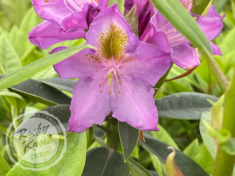 Mrs. Murple’s Purple plant from Rocky Knoll Farm
