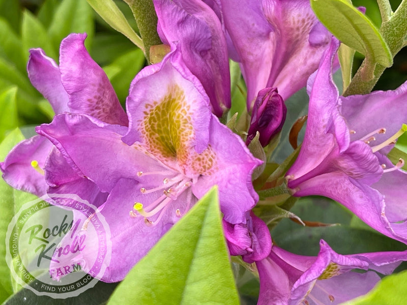 Mrs. Murple’s Purple plant from Rocky Knoll Farm