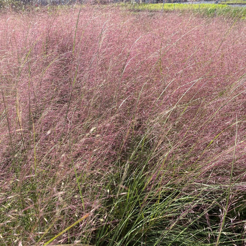 Ruby Muhly Grass Undaunted® - Muhlenbergia reverchonii plant from Rocky Knoll Farm