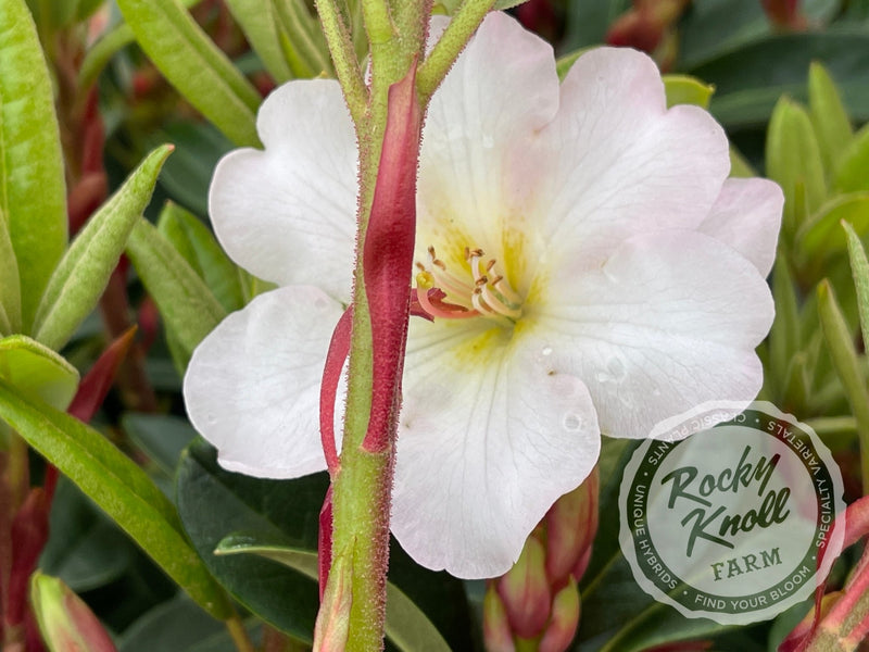 Nadia plant from Rocky Knoll Farm