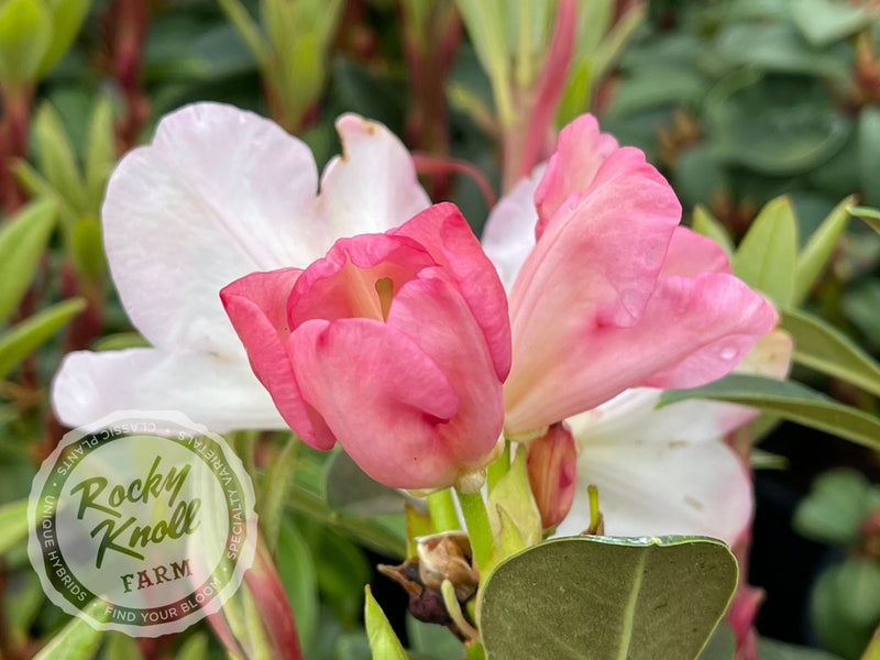 Nadia plant from Rocky Knoll Farm