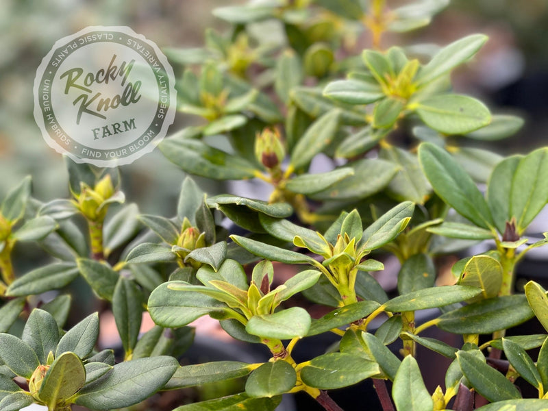 Nancy Evans plant from Rocky Knoll Farm