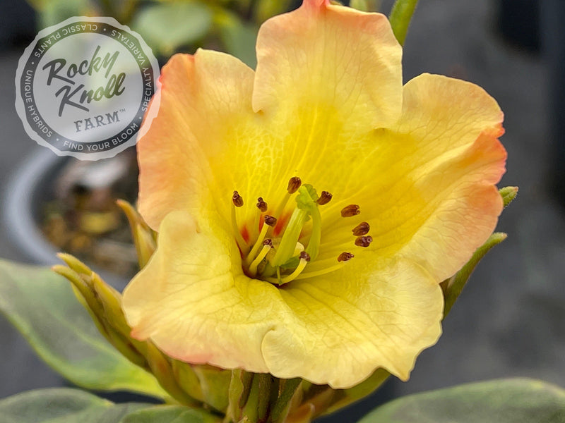 Nancy Evans plant from Rocky Knoll Farm