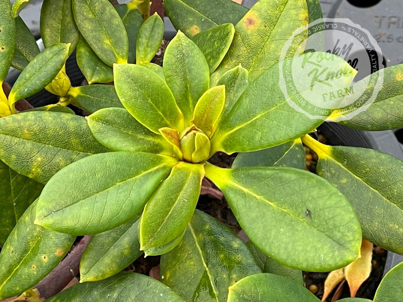 Nancy Evans plant from Rocky Knoll Farm