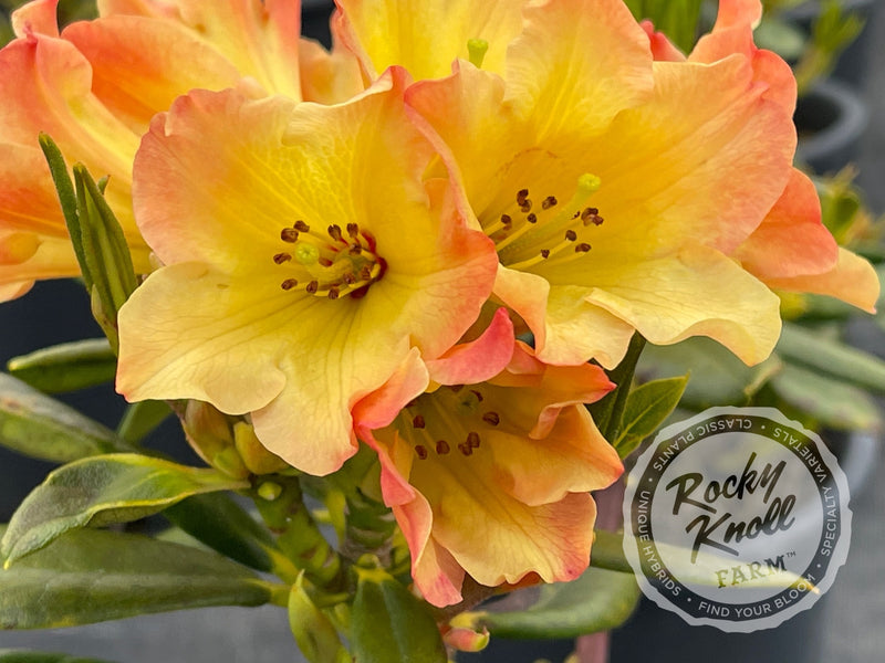 Nancy Evans plant from Rocky Knoll Farm
