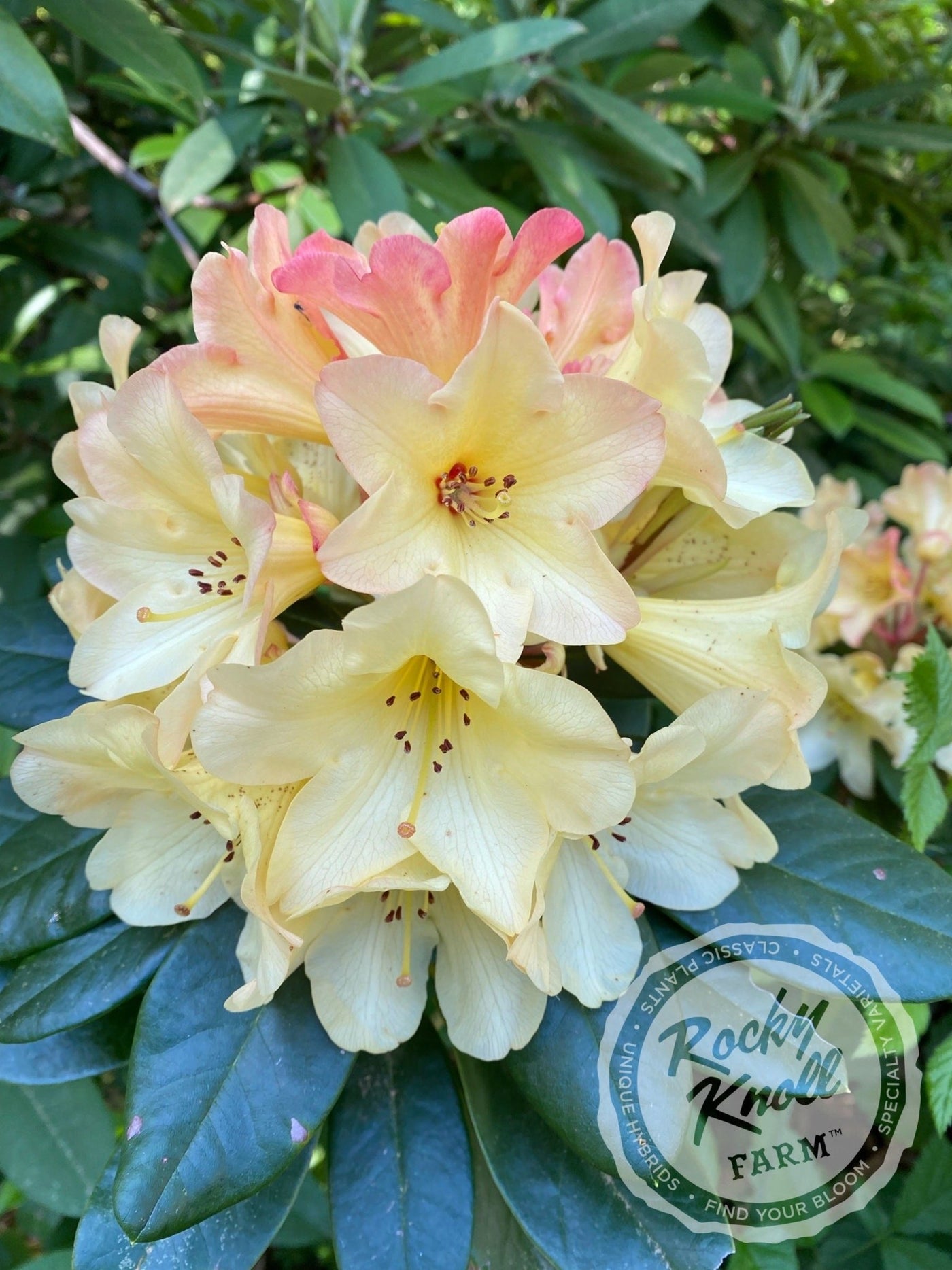 Nancy Evans - Rocky Knoll Farm