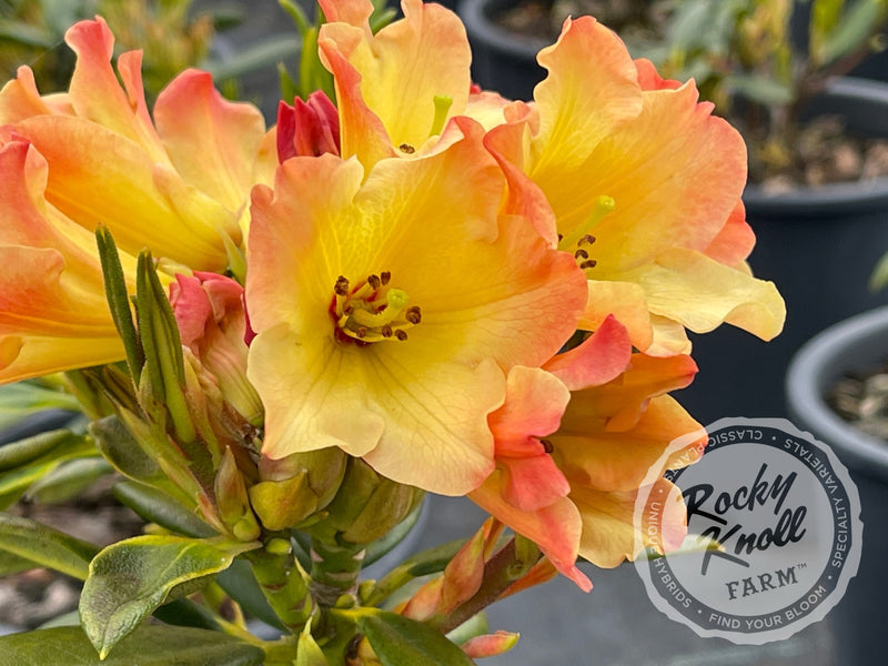 Nancy Evans plant from Rocky Knoll Farm