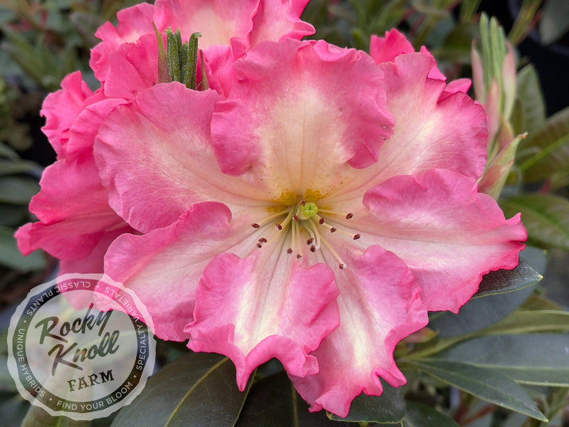 Naselle plant from Rocky Knoll Farm