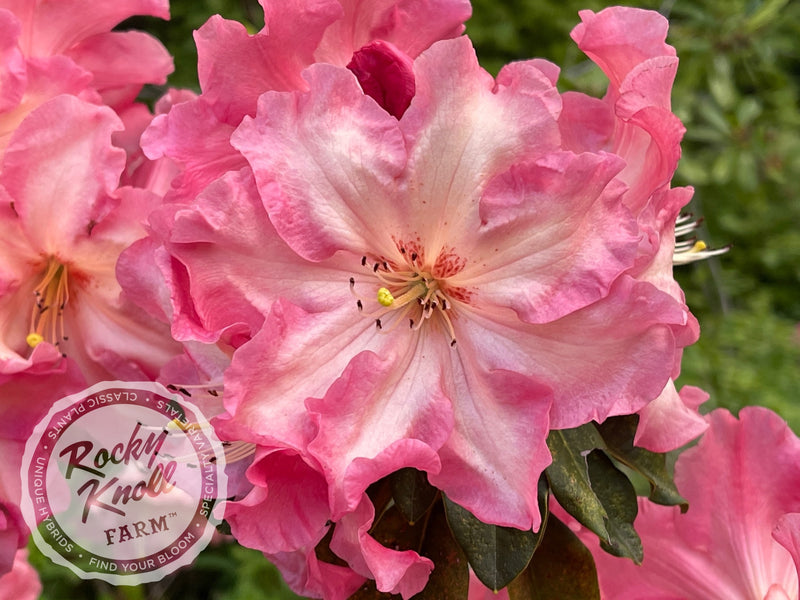 Naselle plant from Rocky Knoll Farm