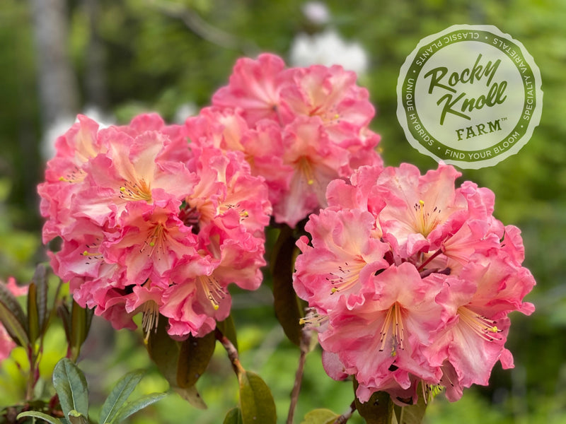 Naselle plant from Rocky Knoll Farm