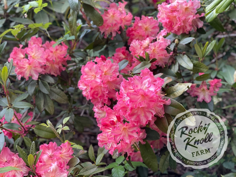 Naselle plant from Rocky Knoll Farm