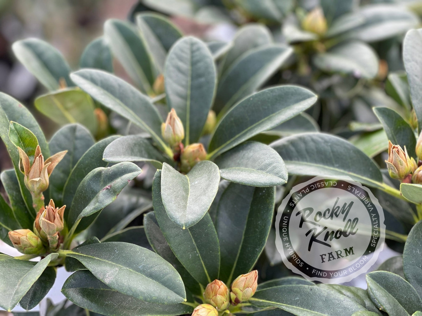 Neon - Rocky Knoll Farm