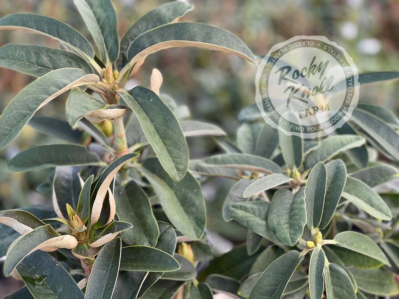 Noyo Brave plant from Rocky Knoll Farm