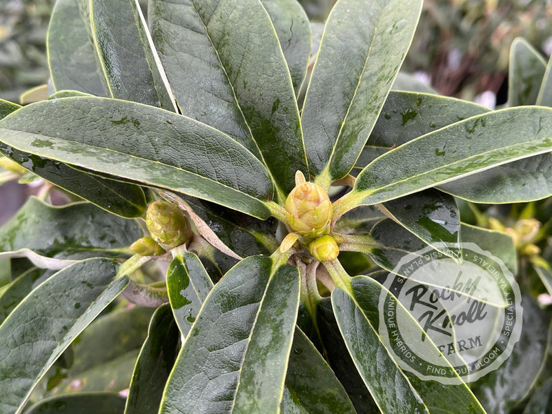 Noyo Brave plant from Rocky Knoll Farm