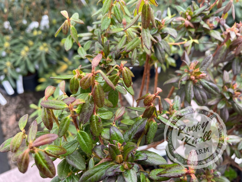 Oceanlake plant from Rocky Knoll Farm