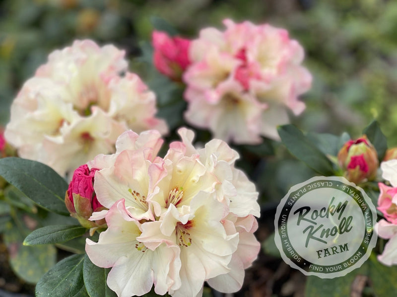 Opal Luster plant from Rocky Knoll Farm