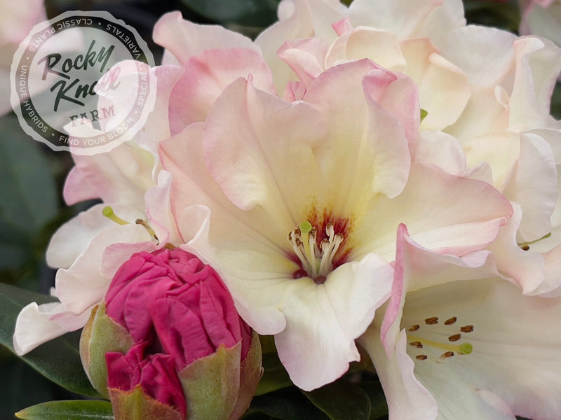 Opal Luster plant from Rocky Knoll Farm