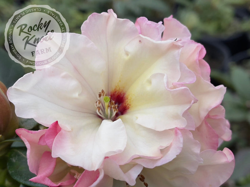 Opal Luster plant from Rocky Knoll Farm
