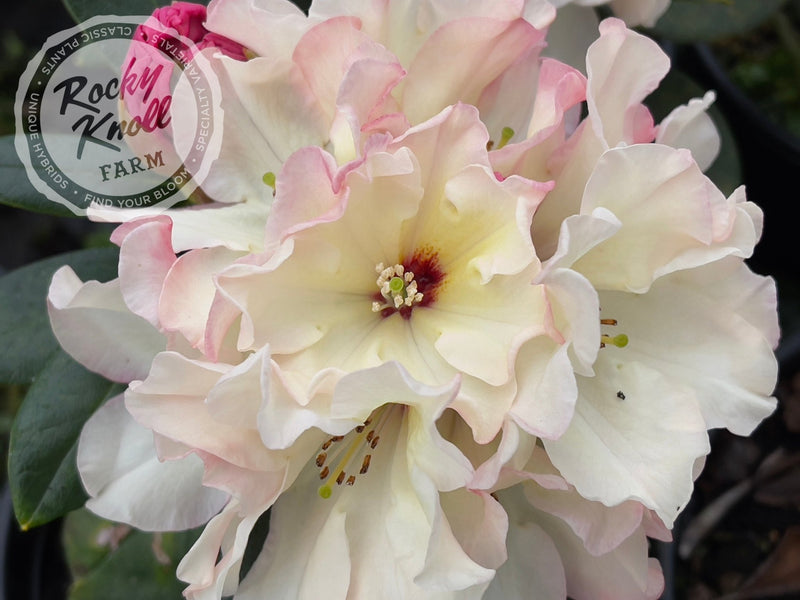 Opal Luster plant from Rocky Knoll Farm