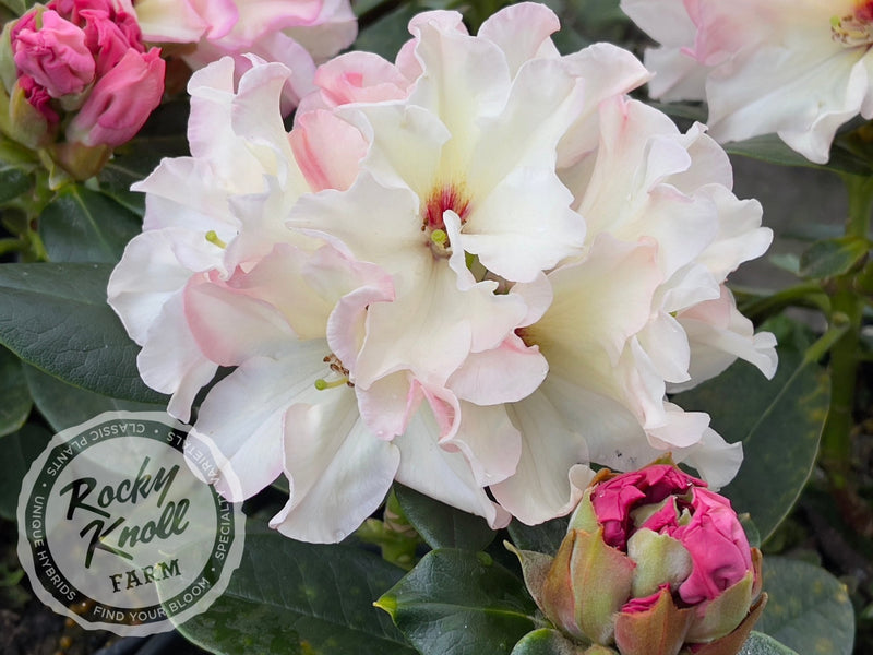 Opal Luster plant from Rocky Knoll Farm